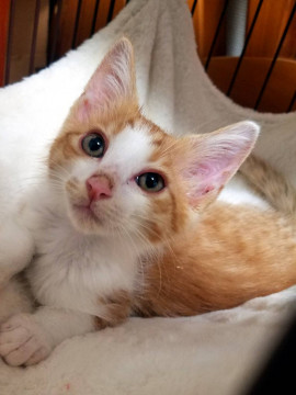 【ﾄﾗｲｱﾙ決定】可愛すぎる茶白ちゃん