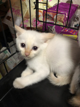 可愛い白ちゃんの家族募集?