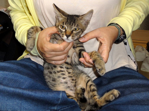 ゴロゴロです。