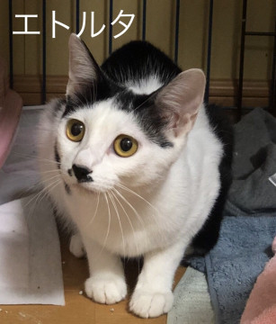 北海道 置き去りにされた母猫 子猫も別途掲載中 猫の里親募集 ネコジルシ 北海道 置き去りにされた母猫 子猫も別途掲載中 猫の里親募集 ネコジルシ