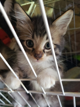 兄弟一緒に、ふわふわのイケメン君