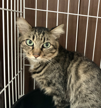 【トライアル決定】スリゴロふわふわ