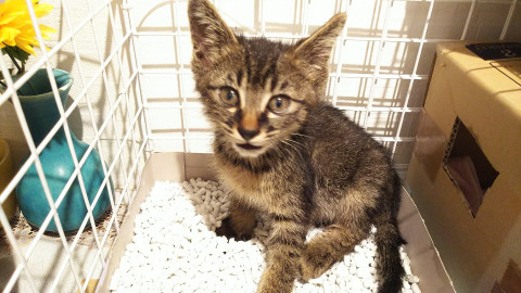 子猫の家族になって下さい。