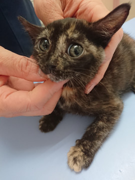 かわいい～！ ムーンちゃん生後２ヶ月