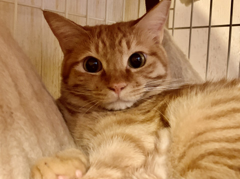 1才の優しい茶トラ