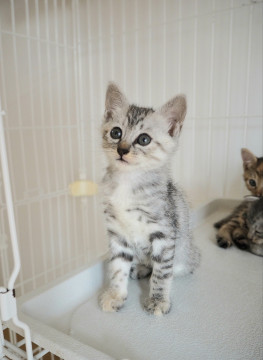 トライアル予定！美猫兄妹｢七海｣♪