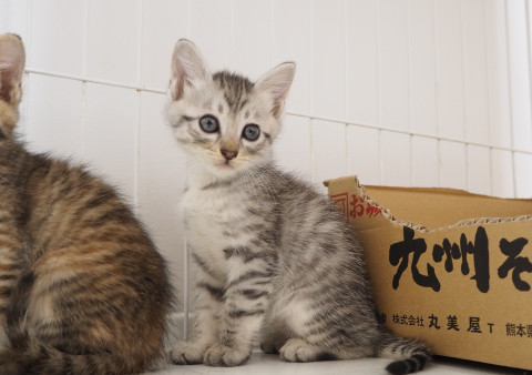 美猫兄妹｢七斗｣♪