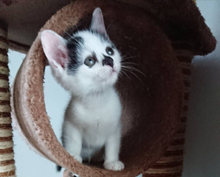 ユニークなハチワレちゃん