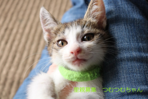 ツンデレ♡キジ白子猫つむつむちゃん里親募