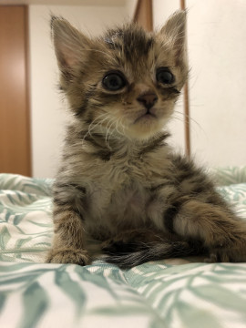 ちいさなキジ虎ちゃん