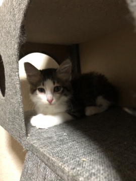 モフモフの美男子♪