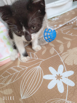 人懐っこい女の子ちゃんです♡