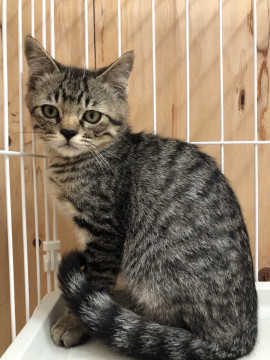 人馴れ修行中☆可愛いムクくん♂3ヶ月