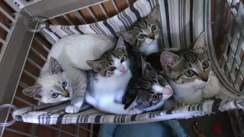 5兄弟姉妹　女子の部