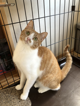 千葉県 ハスキーな鳴き声の女の子 猫の里親募集 ネコジルシ