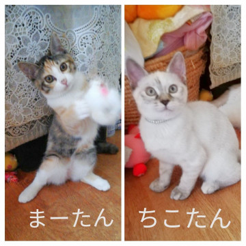 三毛とシャムミックスの姉妹