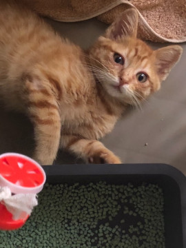 甘えんぼで犬も好き