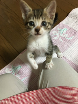 可愛いキジシロらいちゃん