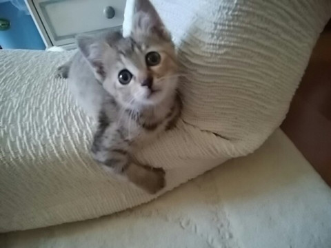 たれ目の茶系女の子 人と過ごすのが好き