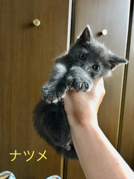 トライアル中