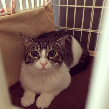 ちょっと怖がり、でも甘えん坊さん