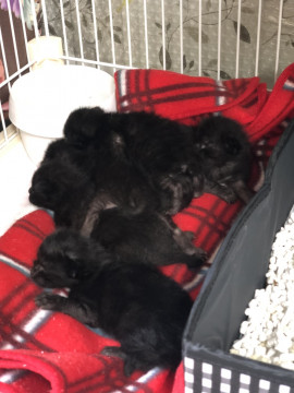 みんなトライが決定しました！