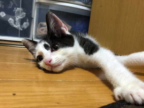 不思議な模様の白黒