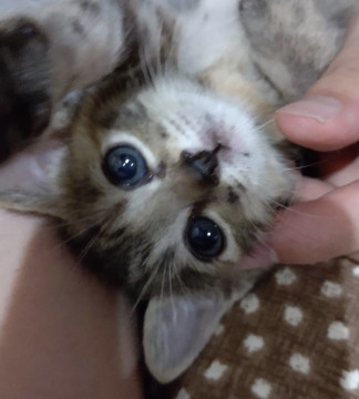 変わった毛色の可愛いキジとら