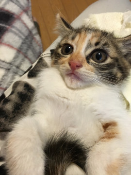 お目クリクリミケ美猫ちゃん