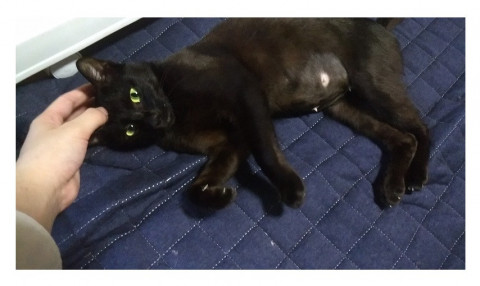 ゴロスリ、ふみふみ♪な甘えんぼう