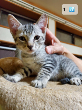 子猫貰ってください