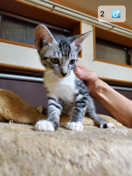 子猫貰ってください