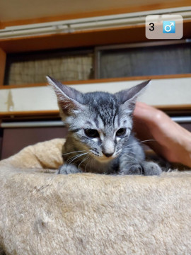 子猫貰ってください