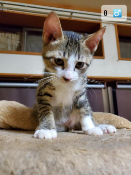子猫貰ってください