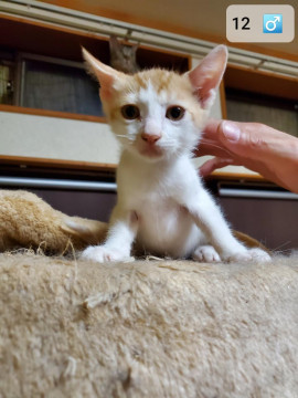 子猫貰ってください