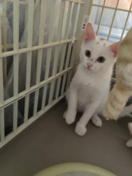 馴れ馴れ白色可愛らしい男の子