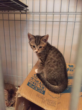 人懐っこい愛嬌な女の子