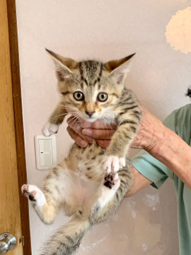 かしこく甘えんぼう女の子