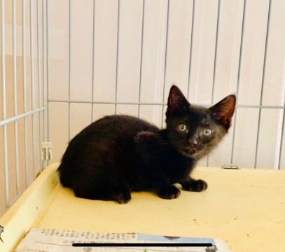 好奇心旺盛元気な女の子