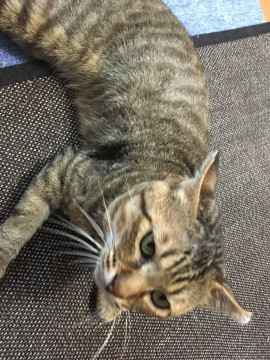 里親様決まりました