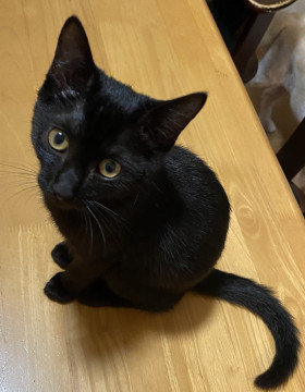 つぶらな瞳の真っ黒少女！