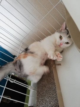 ブリーダー引退短足マンチカン