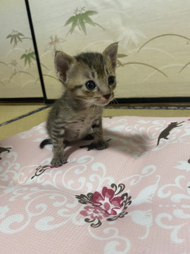 かわいいキジトラくん