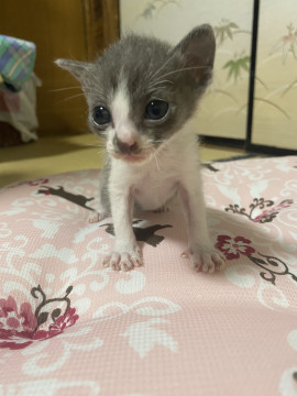 かわいいハチワレくん