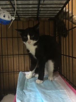 ちょっと強面顔ですが、私は女の子です。