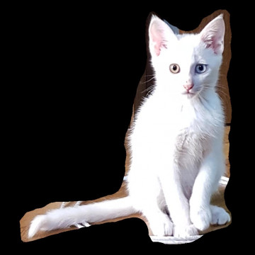 白猫 オッドアイ ♂