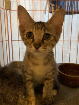 天然の女の子　プカちゃん