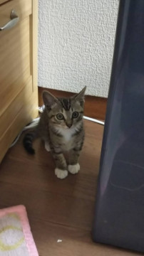 可愛いキジトラちゃん