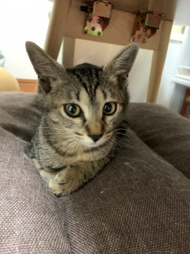 可愛いキジトラちゃん