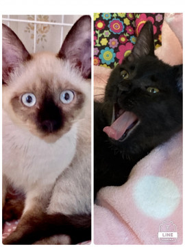 仲良し兄弟2匹一緒に